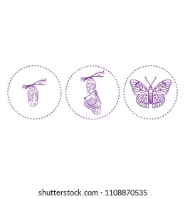 cocoon and butterfly vector drawing