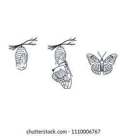 cocoon and butterfly vector drawing