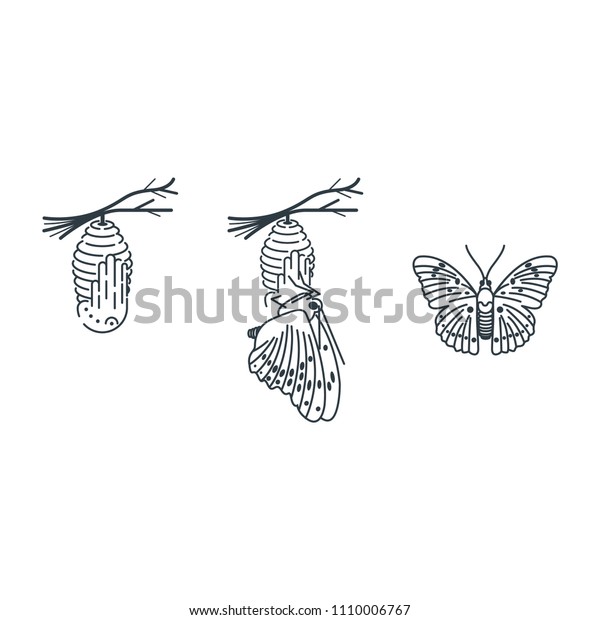 Cocoon Butterfly Vector Drawing Stock Vector Royalty Free 1110006767