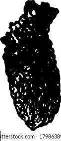 The cocoon of the Currant worm that is large, bulky and dark, vintage line drawing or engraving illustration.