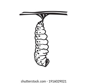 cocoon line icon vector, a caterpillar that will turn into a butterfly.