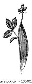 Cocoon of Zygaena Filipendulae is yellow spotted with black vintage line drawing or engraving illustration.