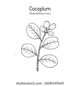 Cocoplum, or paradise plum (Chrysobalanus icaco), medicinal and edible plant. Hand drawn botanical vector illustration