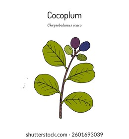 Cocoplum, or paradise plum (Chrysobalanus icaco), medicinal and edible plant. Hand drawn botanical vector illustration