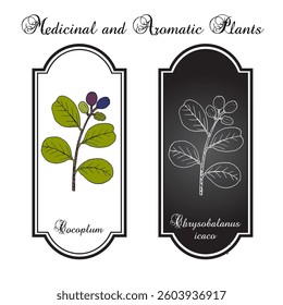 Cocoplum, or paradise plum (Chrysobalanus icaco), medicinal and edible plant. Hand drawn botanical vector illustration