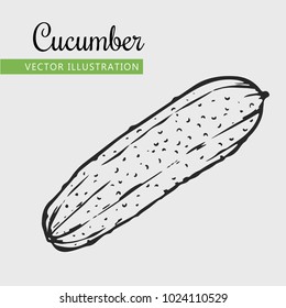 Cocumber vector illustration. Engraving vegatable. Cocumber isolated. Detailed vegetarian food. Farm market product.