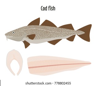 Cod Fish Alive, Steak And Fillet. Vector Illustration Isolated On White. 