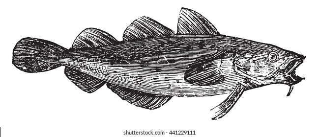 Cod fish or Gadus spp. From Domestic Life, vintage engraving, 1880.
