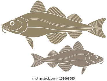 Cod fish. Isolated cod on white background