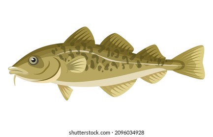 Cod Fish on white background, seafood. Vector illustration.