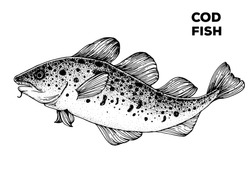 Cod Fish Sketch. Hand Drawn Vector Illustration. Seafood Design Element For Packaging. Engraved Style Illustration. Can Used For Packaging Design. Cod Fish Label.