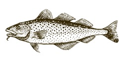 Cod Fish Vector Engraving Illustration