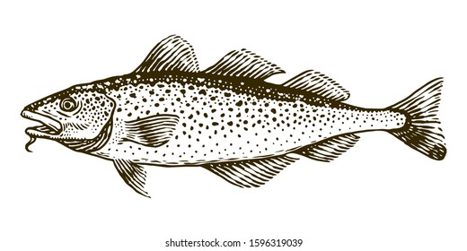 Cod fish vector engraving illustration