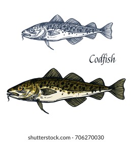 Cod fish vector sketch icon. Isolated sea or ocean codfish pollock or haddock species of marine fauna animal symbol for zoology, seafood or fish food restaurant, fishing club or fishery market