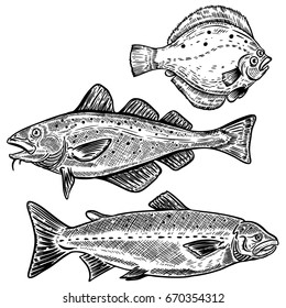 Cod, salmon, flounder fish illustrations isolated on white background. Design elements for poster, menu. Vector illustration