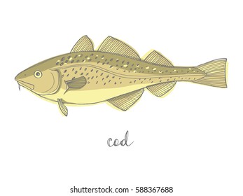 Cod. Seafood design elements. Seafood / fish menu, poster, label etc. Hand drawn illustration in marker sketch style. Colorful vector illustration.