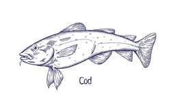 Cod, Vintage Engraved Drawing. Detailed Black And White Retro Sea Marine Fish. Outlined Contoured Water Animal, Pacific Ocean Gadus Macrocephalus, Side View. Handdrawn Vector Illustration Isolated