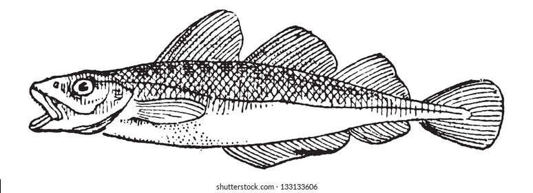 Cod, vintage engraved illustration. Dictionary of Words and Things - Larive and Fleury - 1895