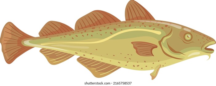 Codfish icon. Cartoon underwater animal. Seafood symbol isolated on white background