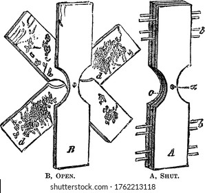 Codlin grub trap consists of 2-3 pieces of boards joined with each other from the center with screw, vintage line drawing or engraving illustration.