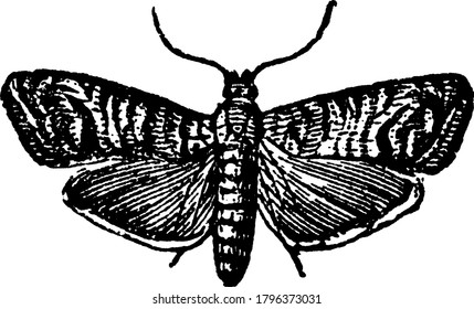 822 Codling Moth Images, Stock Photos & Vectors 