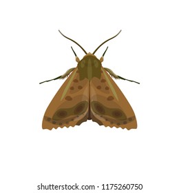 Codling moth. Vector illustration isolated on white background