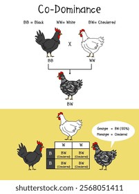 Co-Dominance Infographic Diagram example chicken, Checkered, Chicken Black and white.