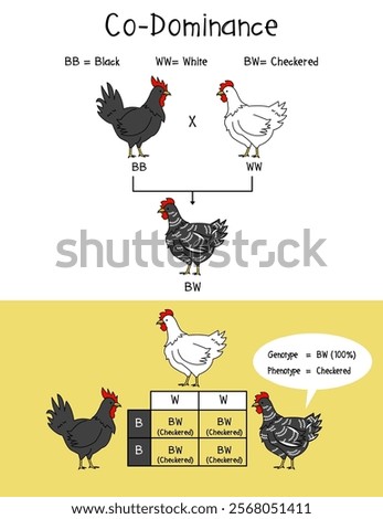 Co-Dominance Infographic Diagram example chicken, Checkered, Chicken Black and white.