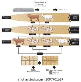 Codominancia Diagrama Infográfico Ejemplo de vaca de espina dorsal representan alelo diferente del gen ambos dominantes ambos rasgos mostraron cabello blanco pardo progenitor híbrido gametos heredidad ciencia genética vector educación