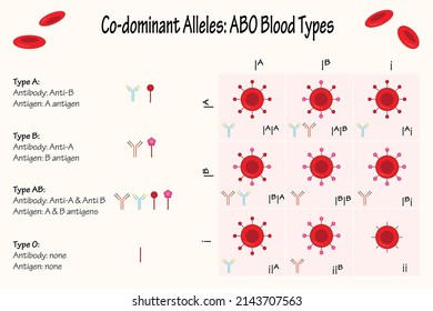 Codominant Alleles ABO Blood Types