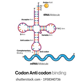 Codon anticodon principle, wobble hypothesis, mRNA and t RNA binding: Structure of tRNA.