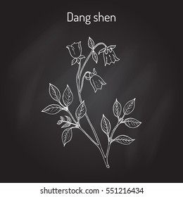 Codonopsis pilosula, or dang shen, or poor man's ginseng. medicinal plant. Hand drawn botanical vector illustration