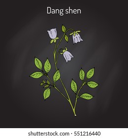 Codonopsis pilosula, or dang shen, or poor man's ginseng. medicinal plant. Hand drawn botanical vector illustration