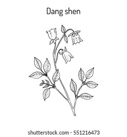 Codonopsis pilosula, or dang shen, or poor man's ginseng. medicinal plant. Hand drawn botanical vector illustration