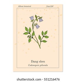 Codonopsis pilosula, or dang shen, or poor man's ginseng. medicinal plant. Hand drawn botanical vector illustration
