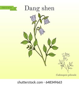 Codonopsis pilosula, or dang shen, or poor man's ginseng. medicinal plant. Hand drawn botanical vector illustration