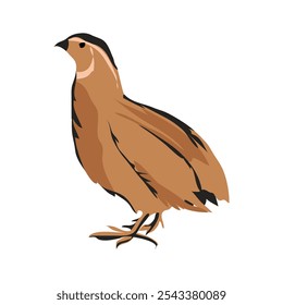 codornices which is translated as Common quail hand drawn flat design cartoon illustration