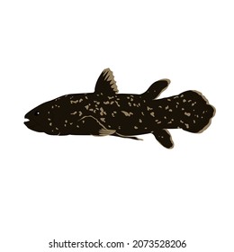 Coelacanth fish is a living fossil of the sea. It can be found in Indonesia and Africa. It represents an early step in evolution of fish to terrestrial tetrapod.