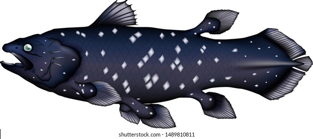 Coelacanth vector illustration. Created in EPS format illustrator.