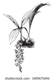 Coelogyne Massangeana is a popular indoor plant ideal for the house or office. It has softer leaf. Commonly known as the corn plant, vintage line drawing or engraving illustration.