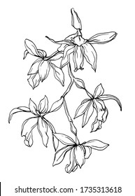 Coelogyne tomentosa orchid house plant flower blossom. Vector botanical illustration: retro, vintage, hand drawn, black and white, outline. For wedding invitation, card, print, tattoo. Japanese style.