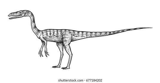 Coelpohysis illustration, drawing, engraving, ink, line art, vector