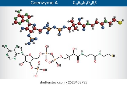 Coenzyme A, CoA, SHCoA, CoASH molecule. Essential coenzyme in fatty acid metabolism and the Krebs cycle, citric acid cycle. Vector illustration