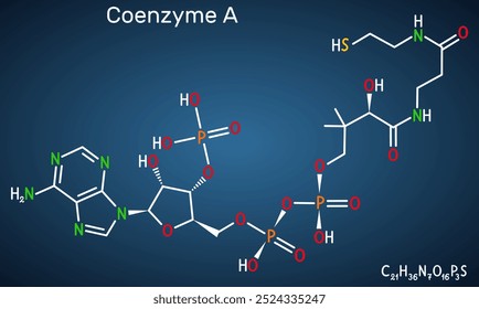 Coenzyme A, CoA, SHCoA, CoASH molecule. Essential coenzyme in fatty acid metabolism and the Krebs cycle, citric acid cycle. Structural chemical formula, dark blue background. Vector 