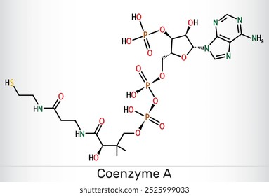 Coenzyme A, CoA, SHCoA, CoASH molecule. Essential coenzyme in fatty acid metabolism and the Krebs cycle, citric acid cycle. Structural chemical formula. Vector illustration