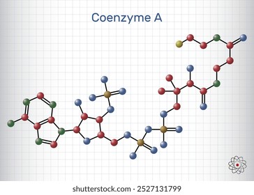 Coenzyme A, CoA, SHCoA, CoASH molecule. Essential coenzyme in fatty acid metabolism and the Krebs cycle, citric acid cycle. Molecule model. Sheet of paper in a cage.. Vector 