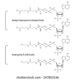 Coenzyme A and Acetyl Coenzyme A - structural chemical formulas, 2d illustration, skeletal style, isolated, vector, eps 8