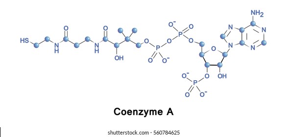 Coenzyme A acts in the synthesis and oxidation of fatty acids, and the oxidation of pyruvate in the citric acid cycle. All genomes encode enzymes that use coenzyme A as a substrate.