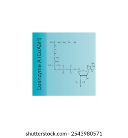 Coenzym A (CoASH) Skelett Struktur Diagramm.Organische Molekül Verbindung Molekül wissenschaftliche Illustration.