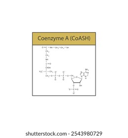 Coenzym A (CoASH) Skelett Struktur Diagramm.Organische Molekül Verbindung Molekül wissenschaftliche Illustration.